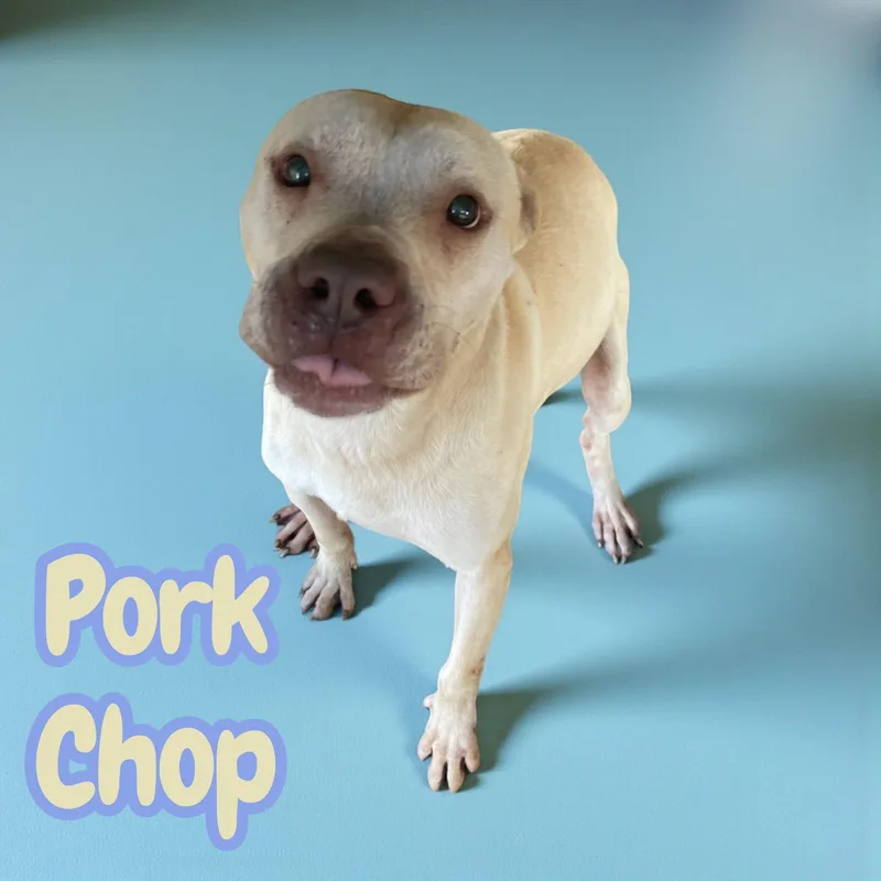 Pork Chop  dog thumbnail 5