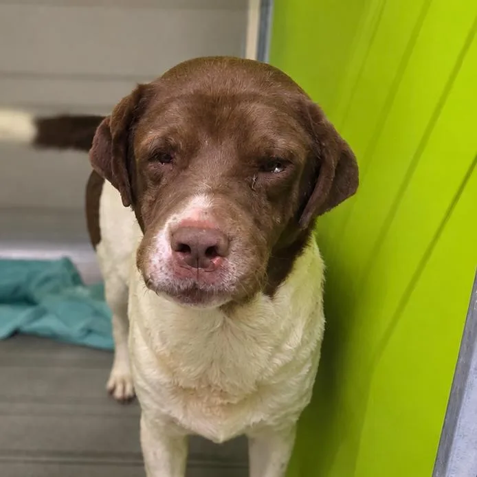 An adult medium-sized male Brown / Chocolate Labrador Retriever dog named Bea "Grandpa Pete" for adoption in San Jacinto, CA