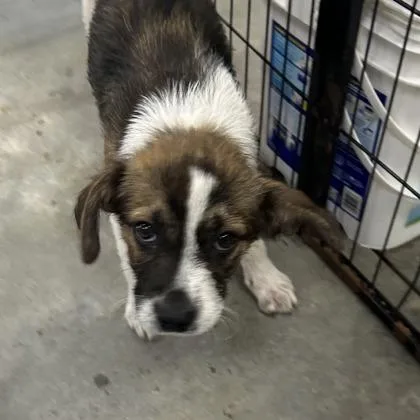 A baby medium-sized female Spaniel dog named Meesha for adoption in Morton Grove, IL