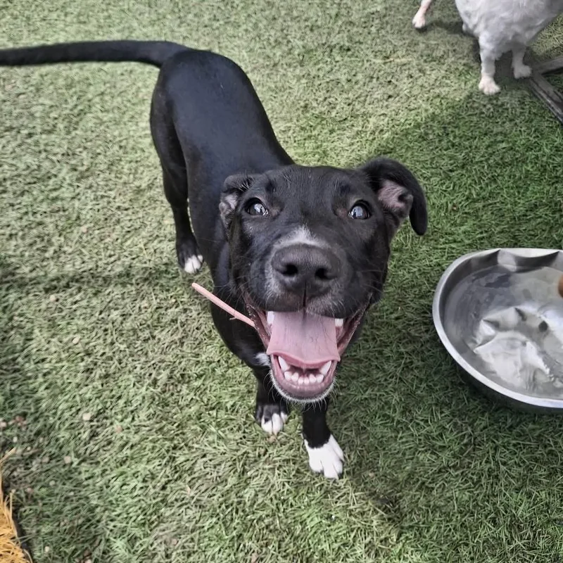 A baby large-sized female Black Hound dog named Whoopie for adoption in Groveland, MA