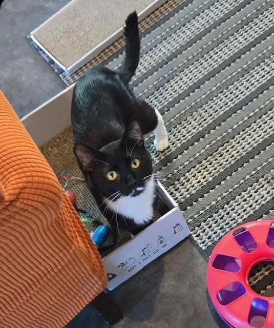An adult medium-sized male Black & White / Tuxedo Domestic Medium Hair cat named Clawd Monet for adoption in Muskegon, MI