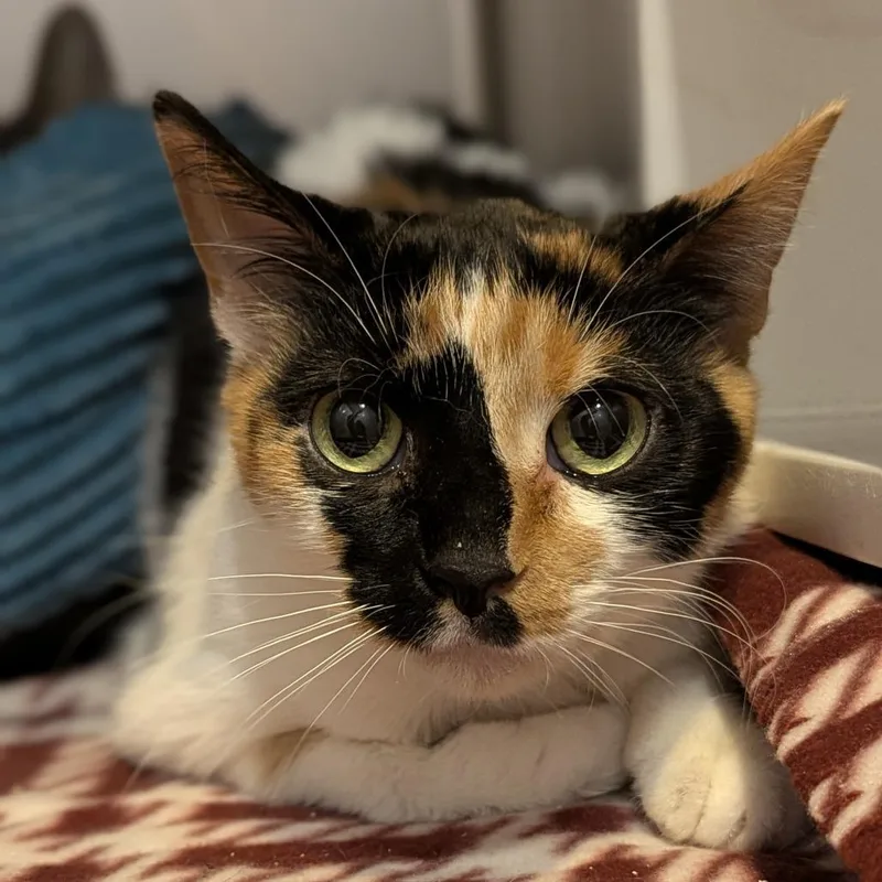 Izzy And Maggie Bonded thumbnail 2