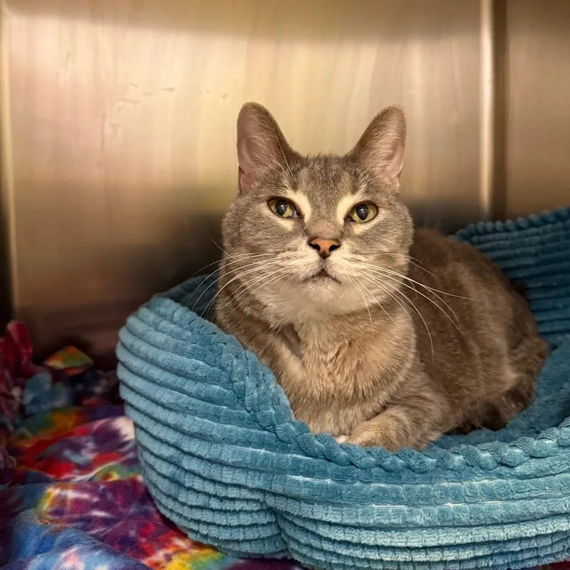 An adult large-sized female Gray / Blue / Silver Domestic Short Hair cat named Izzy And Maggie Bonded for adoption in Fenton, MI