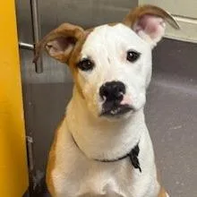 A baby medium-sized male Brown / Chocolate Pit Bull Terrier dog named Chuck for adoption in Norman, OK