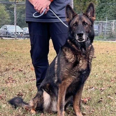 An adult small-sized male Black German Shepherd Dog dog named Jericho for adoption in Bartlett, TN