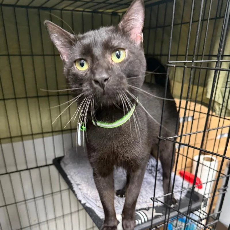 A young medium-sized male Black Domestic Short Hair cat named Izar for adoption in Normal, IL