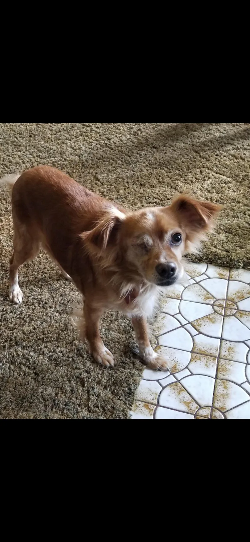 A senior small-sized male Cavalier King Charles Spaniel dog named Marlo for adoption in Saint Louis, MO