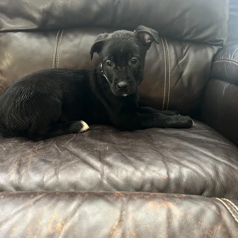 A baby large-sized female Black Labrador Retriever dog named Boonie for adoption in Davisburg, MI