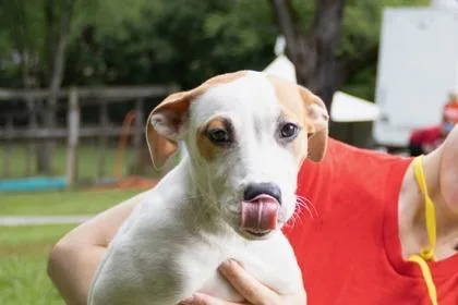 A baby small-sized female Mixed Breed dog named Bo Peep for adoption in West Chester, PA