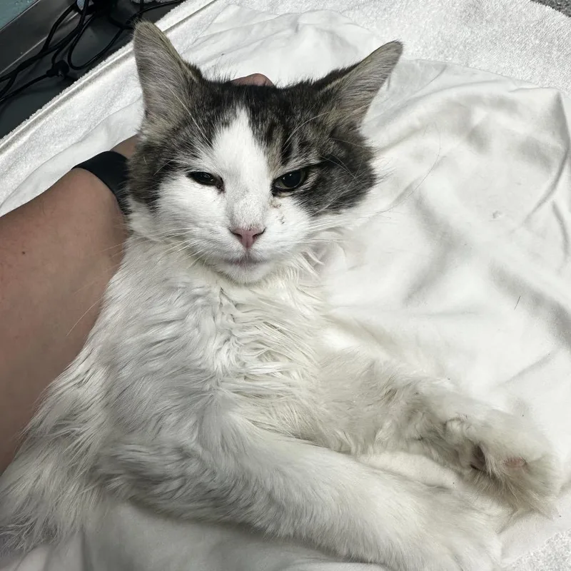 An adult medium-sized female Brown / Chocolate Domestic Long Hair cat named Alfredo for adoption in West Olive, MI