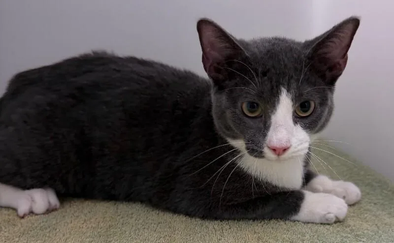 A young medium-sized male Gray / Blue / Silver Domestic Short Hair cat named Smokey for adoption in Katy, TX