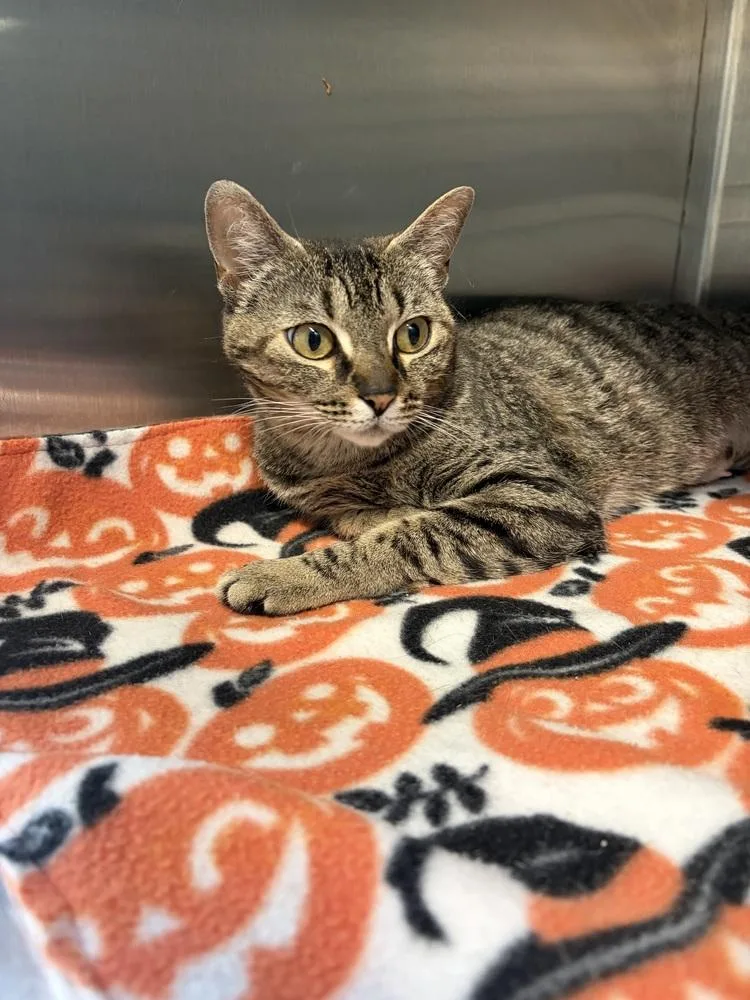 An adult large-sized female Domestic Short Hair cat named Celine Dion for adoption in Lansing, MI