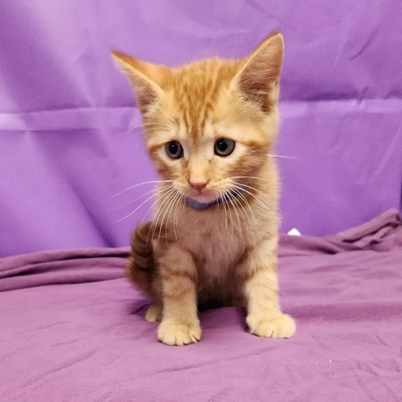 A baby small-sized male Orange / Red Domestic Short Hair cat named Frisco for adoption in North Myrtle Beach, SC
