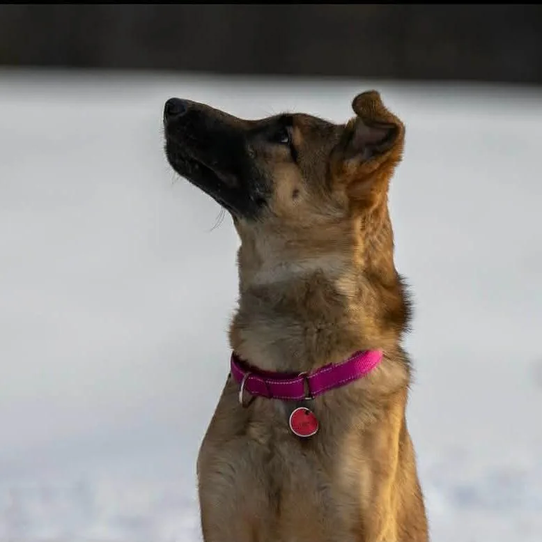 Cierracora thumbnail 3