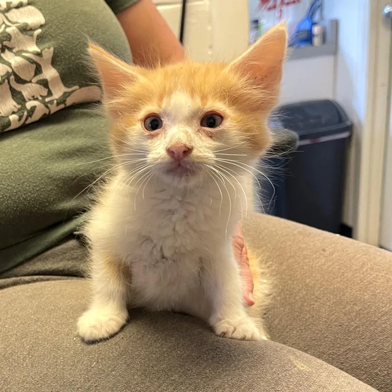 A baby small-sized male Orange / Red Domestic Medium Hair cat named Wheeler for adoption in Albert Lea, MN