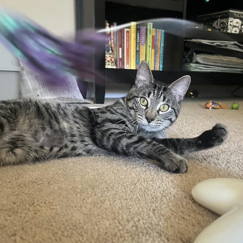 An adult medium-sized male Brown / Chocolate Domestic Short Hair cat named Mark for adoption in Houston, TX