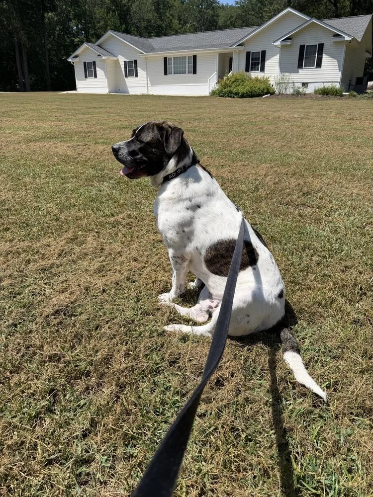 A young large-sized male Australian Shepherd dog named Duke for adoption in Youngsville, NC