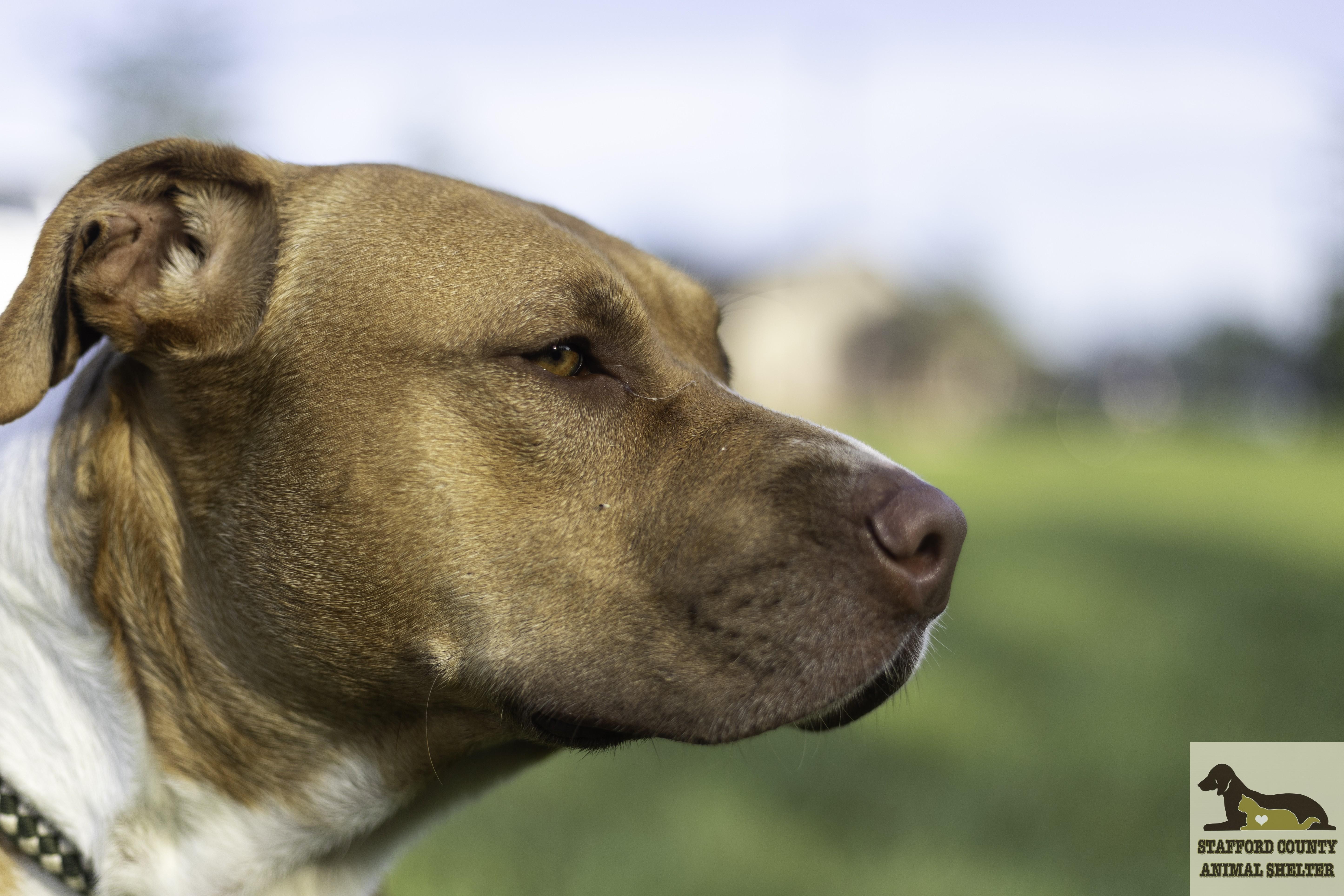 An adult large-sized female Red / Chestnut / Orange Pit Bull Terrier dog named Daisy for adoption in Stafford, VA