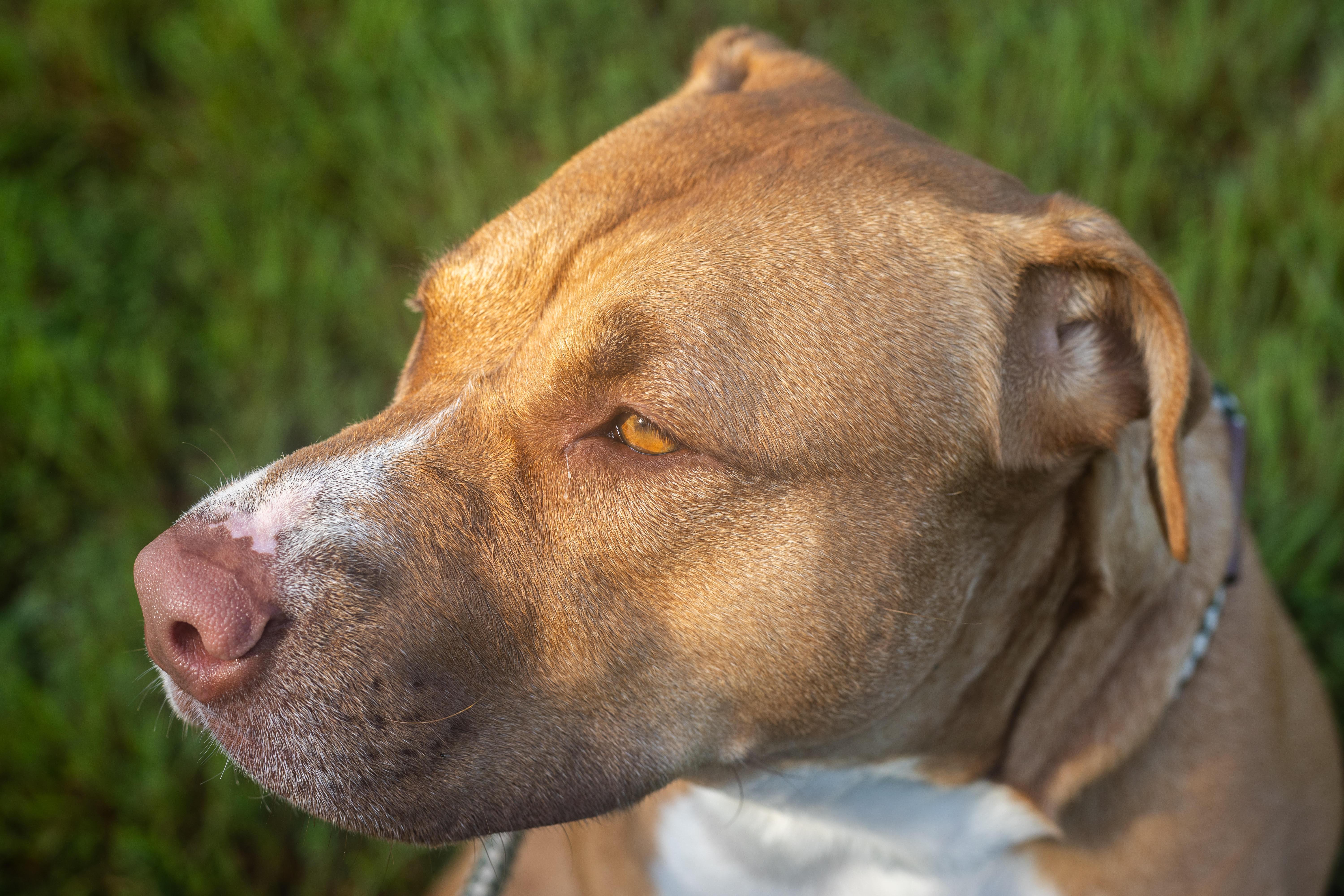 Daisy thumbnail 2