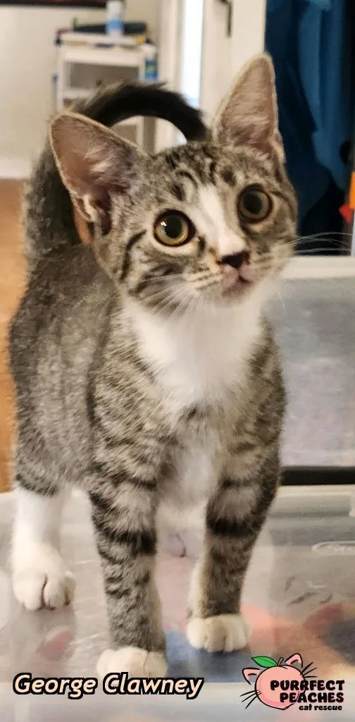 A baby medium-sized male Domestic Short Hair cat named George Clawney for adoption in Douglasville, GA