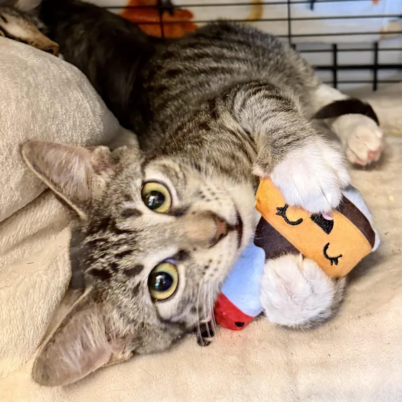 A baby medium-sized male Tabby (Brown / Chocolate) Domestic Short Hair cat named Soy Sauce for adoption in Tampa, FL