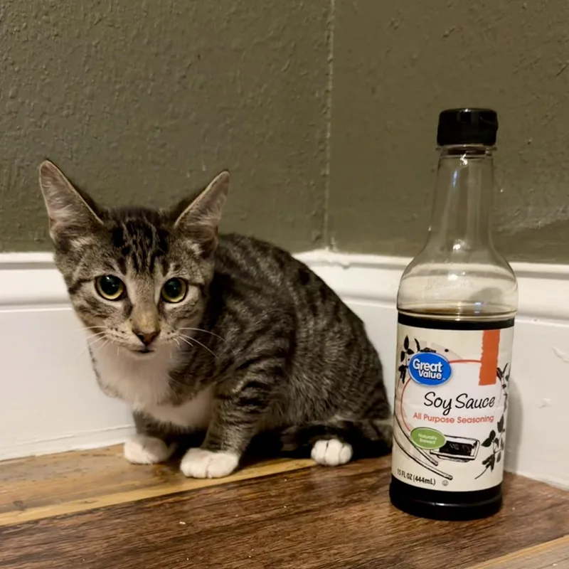 Soy Sauce thumbnail 2