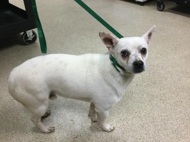 A young small-sized male Chihuahua dog named Billy for adoption in Riverside, CA