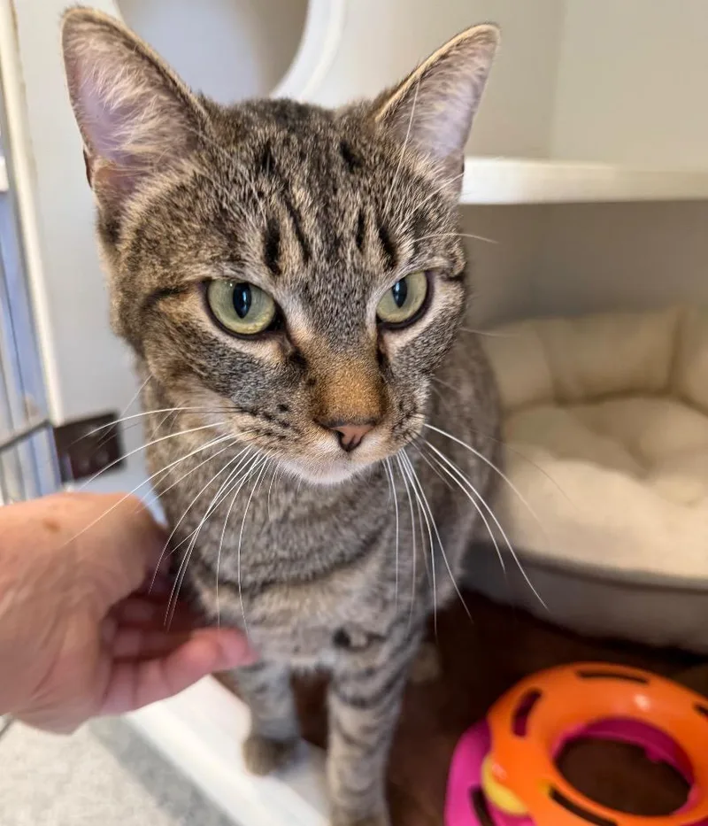 A young medium-sized male Domestic Short Hair cat named John Coffey for adoption in Columbia, IL