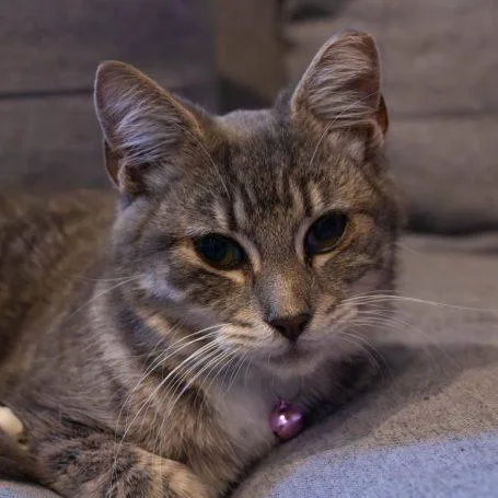 An adult medium-sized female Tabby (Gray / Blue / Silver) Tabby cat named Nala for adoption in Frostproof, FL
