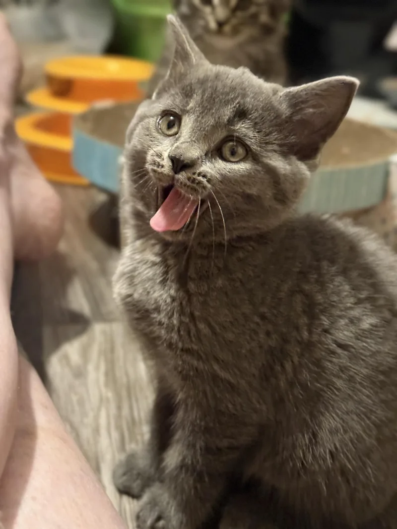A baby medium-sized male Gray / Blue / Silver Domestic Short Hair cat named Berlioz for adoption in Columbus, OH