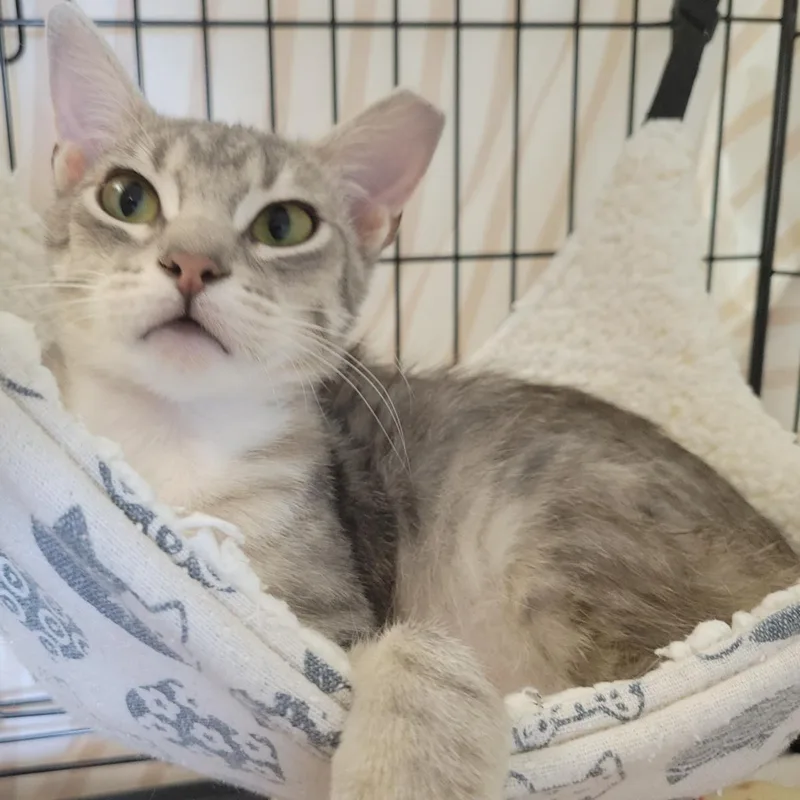 A young medium-sized male Gray / Blue / Silver Domestic Short Hair cat named Ashfur for adoption in Plover, WI