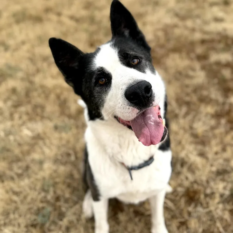 An adult large-sized male Border Collie dog named Aero for adoption in Winchester, CA