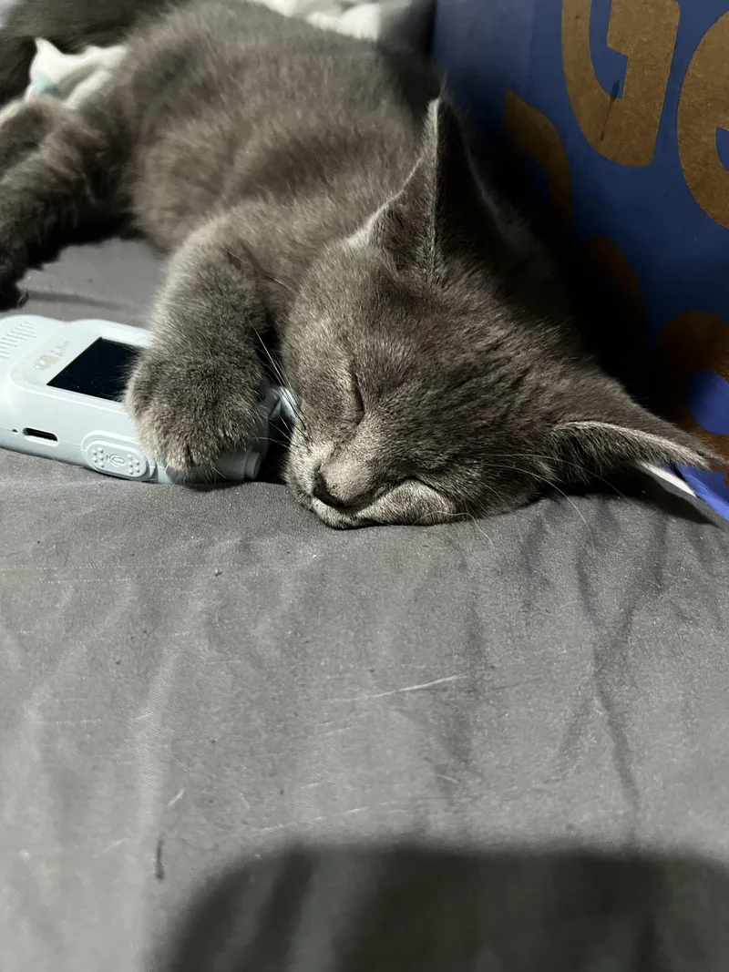 A young small-sized female Domestic Short Hair cat named Cookie Dough for adoption in Akron, OH