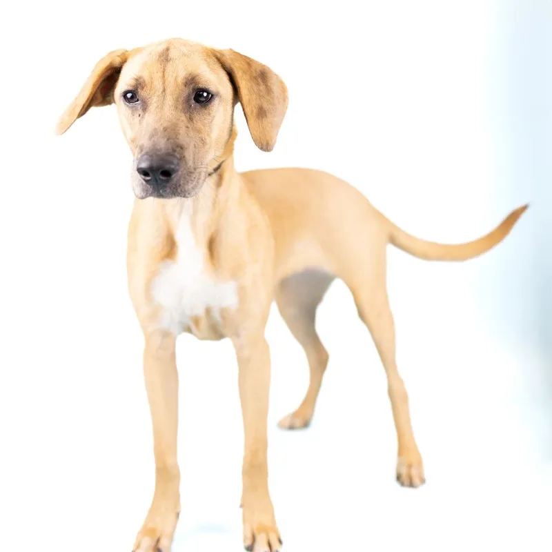 An adult medium-sized female Apricot / Beige Mixed Breed dog named Tina for adoption in Portland, OR