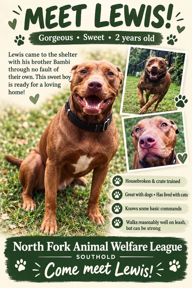 An adult large-sized male Terrier dog named Lewis for adoption in Southold, NY