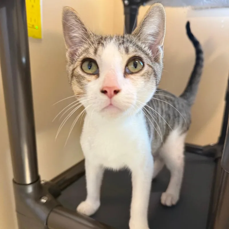 A baby small-sized male Brown / Chocolate Domestic Short Hair cat named Crisp for adoption in Agoura Hills, CA