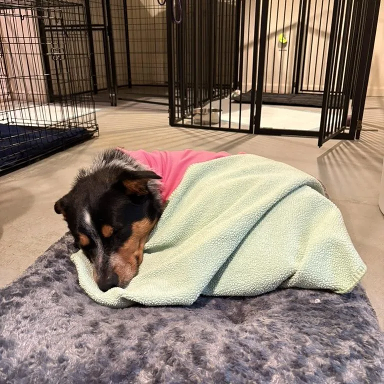 A young medium-sized male Black Cattle Dog dog named Dusty for adoption in Rockville, MD