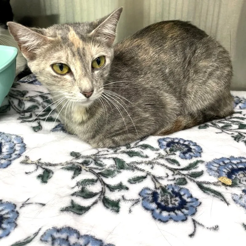 A young medium-sized female Torbie Domestic Short Hair cat named Crouton for adoption in Brownsboro, AL