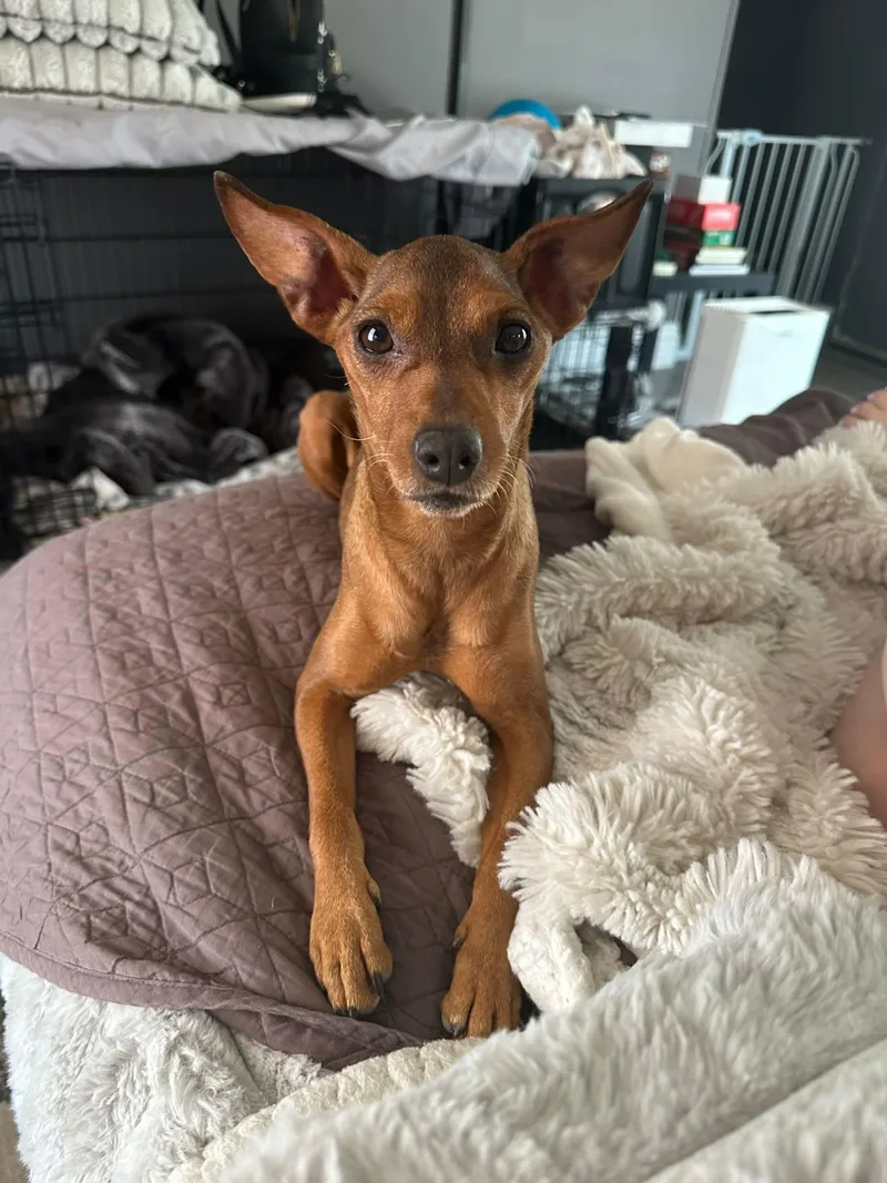 A young small-sized female Red / Chestnut / Orange Miniature Pinscher dog named Winter for adoption in Carlsbad, CA