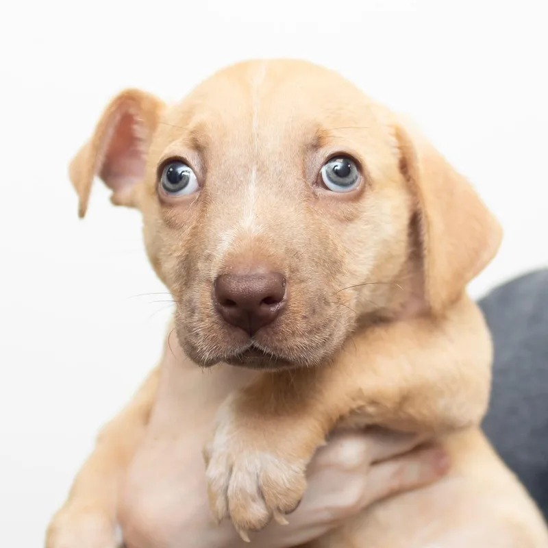 A baby small-sized male Yellow / Tan / Blond / Fawn Mixed Breed dog named Speaker for adoption in Middletown, RI