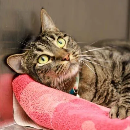 An adult small-sized female Black Domestic Short Hair cat named Lulu for adoption in Atlanta, GA