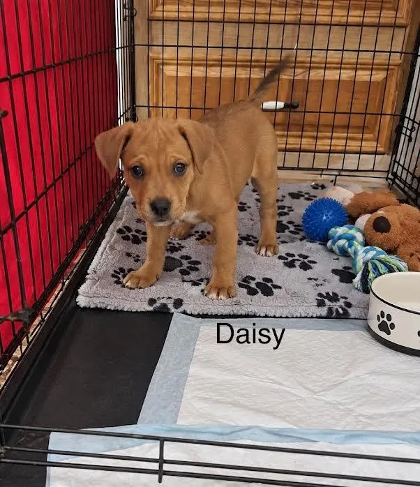 Daisy thumbnail 2