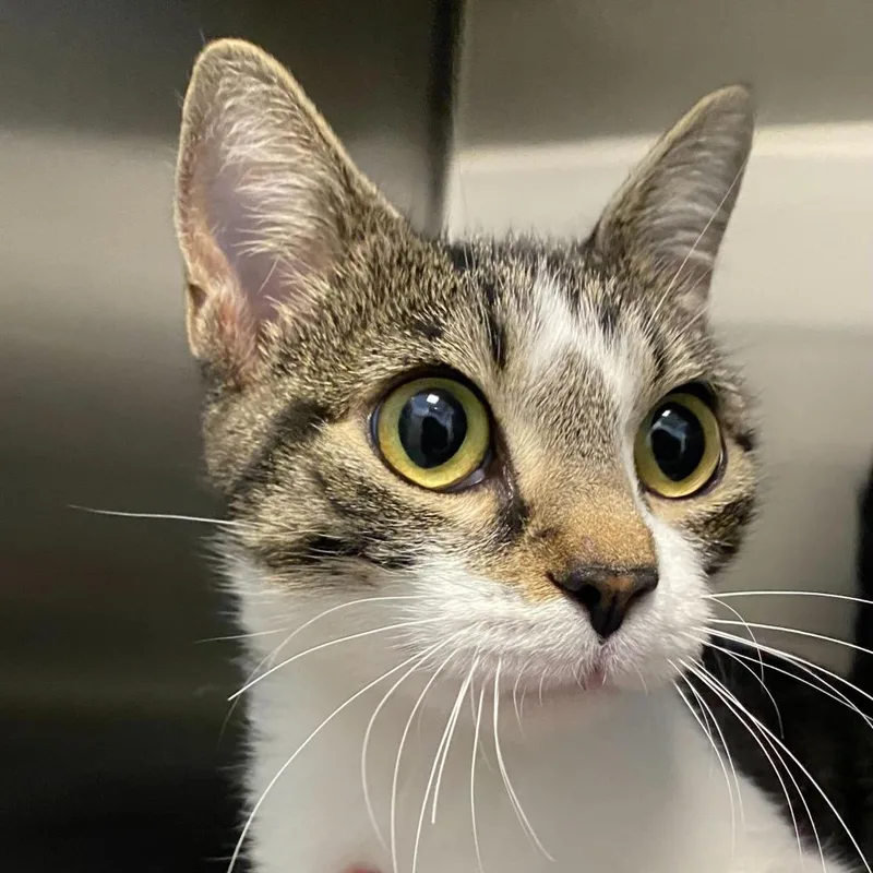 An adult medium-sized female Brown / Chocolate Domestic Short Hair cat named Chantilly for adoption in Rifle, CO