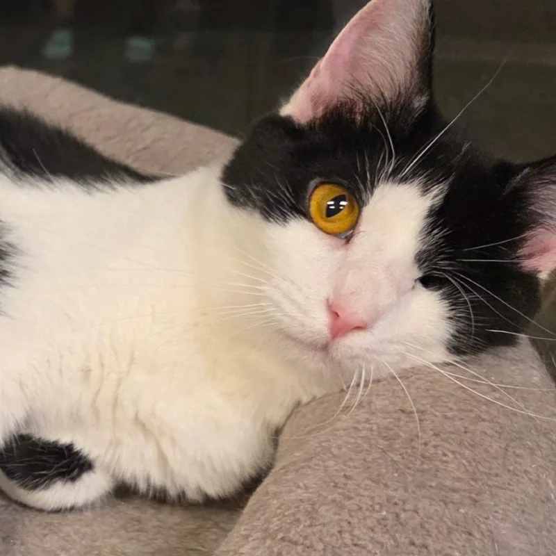 A young small-sized female Black Domestic Short Hair cat named Munchkin for adoption in Frederick, MD
