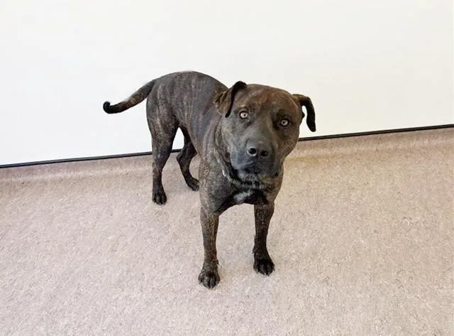 An adult large-sized male Pit Bull Terrier dog named Guapo for adoption in Saint Louis, MO