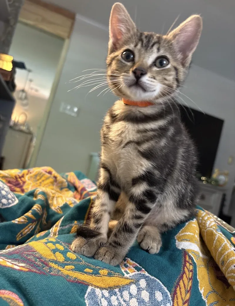 A baby medium-sized female Gray & White Domestic Short Hair cat named Haven for adoption in Kannapolis, NC