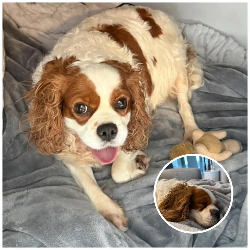 An adult medium-sized female Cavalier King Charles Spaniel dog named Aretha for adoption in Zionsville, IN