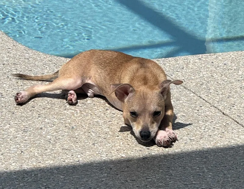 A baby small-sized male Chihuahua dog named Milo for adoption in Palm Coast, FL
