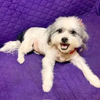 A young small-sized female Shih Tzu dog named Laynie for adoption in Santa Monica, CA