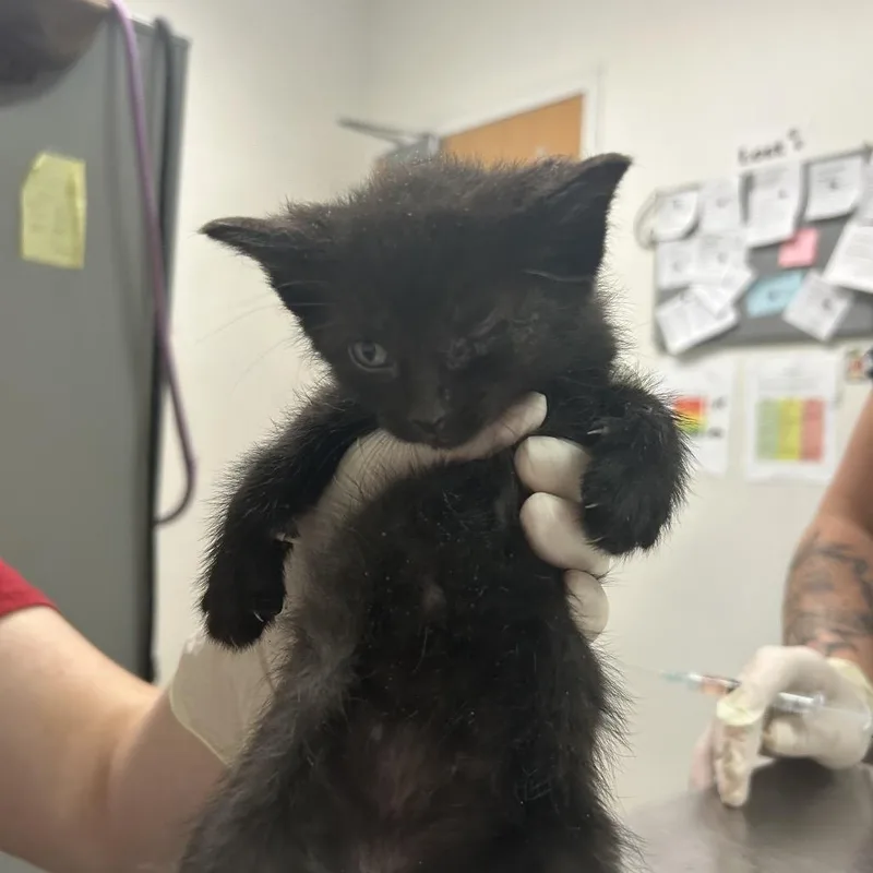 A baby small-sized male Black Domestic Short Hair cat named Jesse for adoption in Charleston, WV